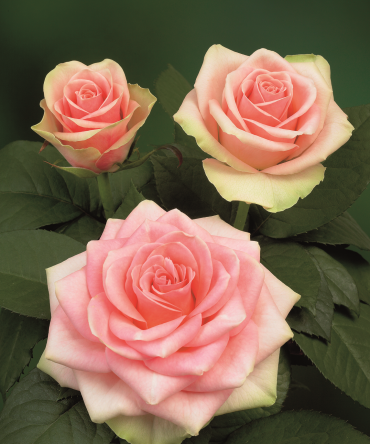 Belle Rose®