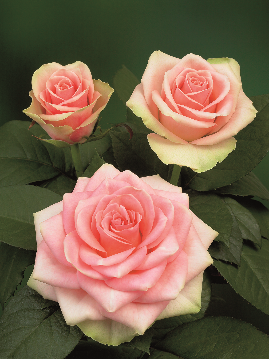 Belle Rose®