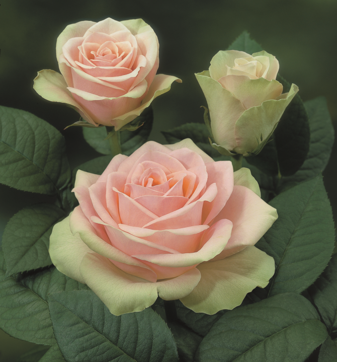 La Belle®