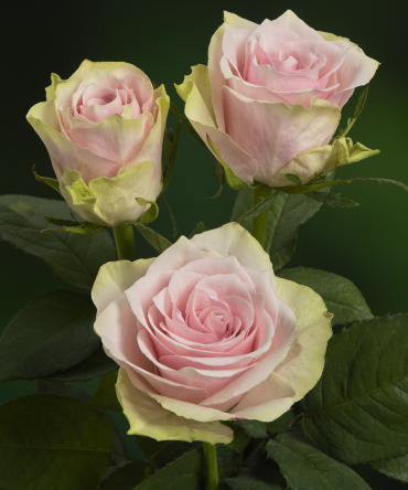 Pink Athena®