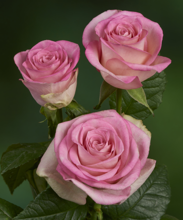 Pink Swirl®