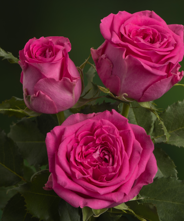 Pink Tango®
