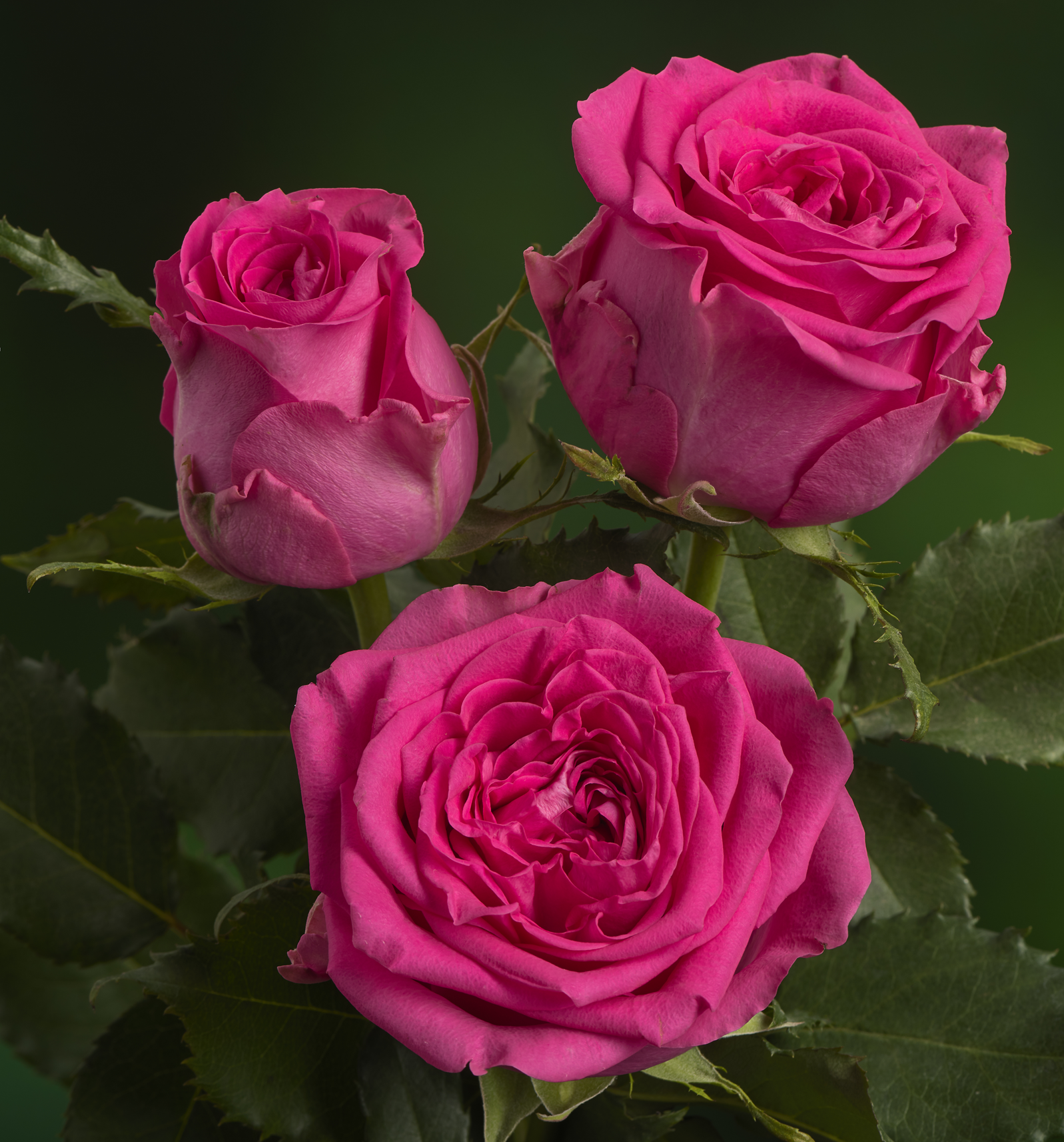 Pink Tango®
