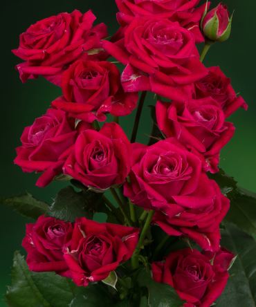 Purple Bouquet®