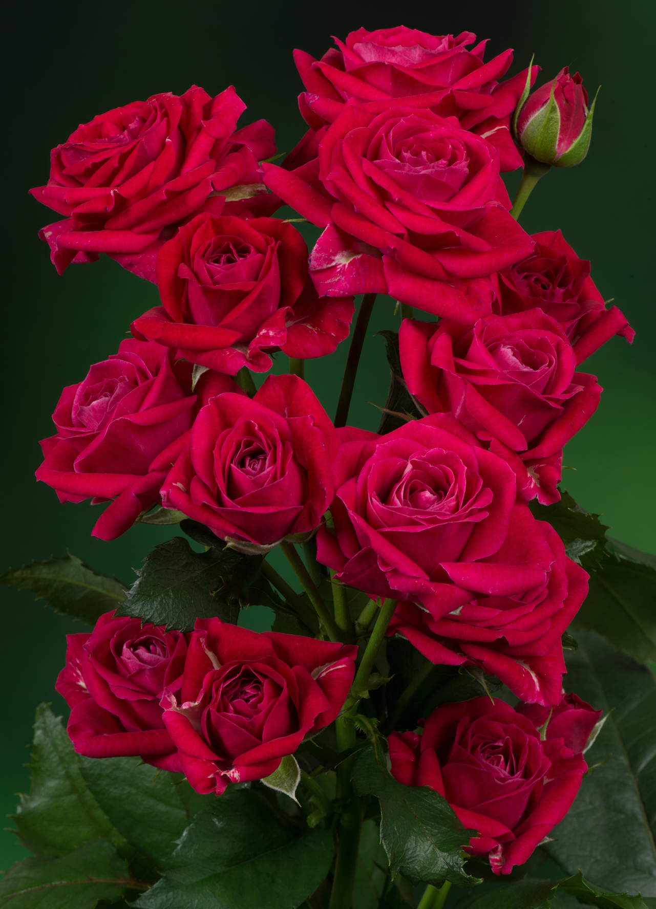 Purple Bouquet®