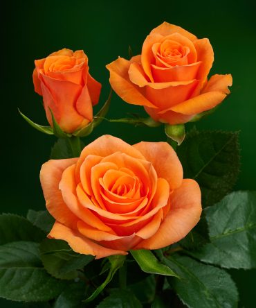 Peach Melba®