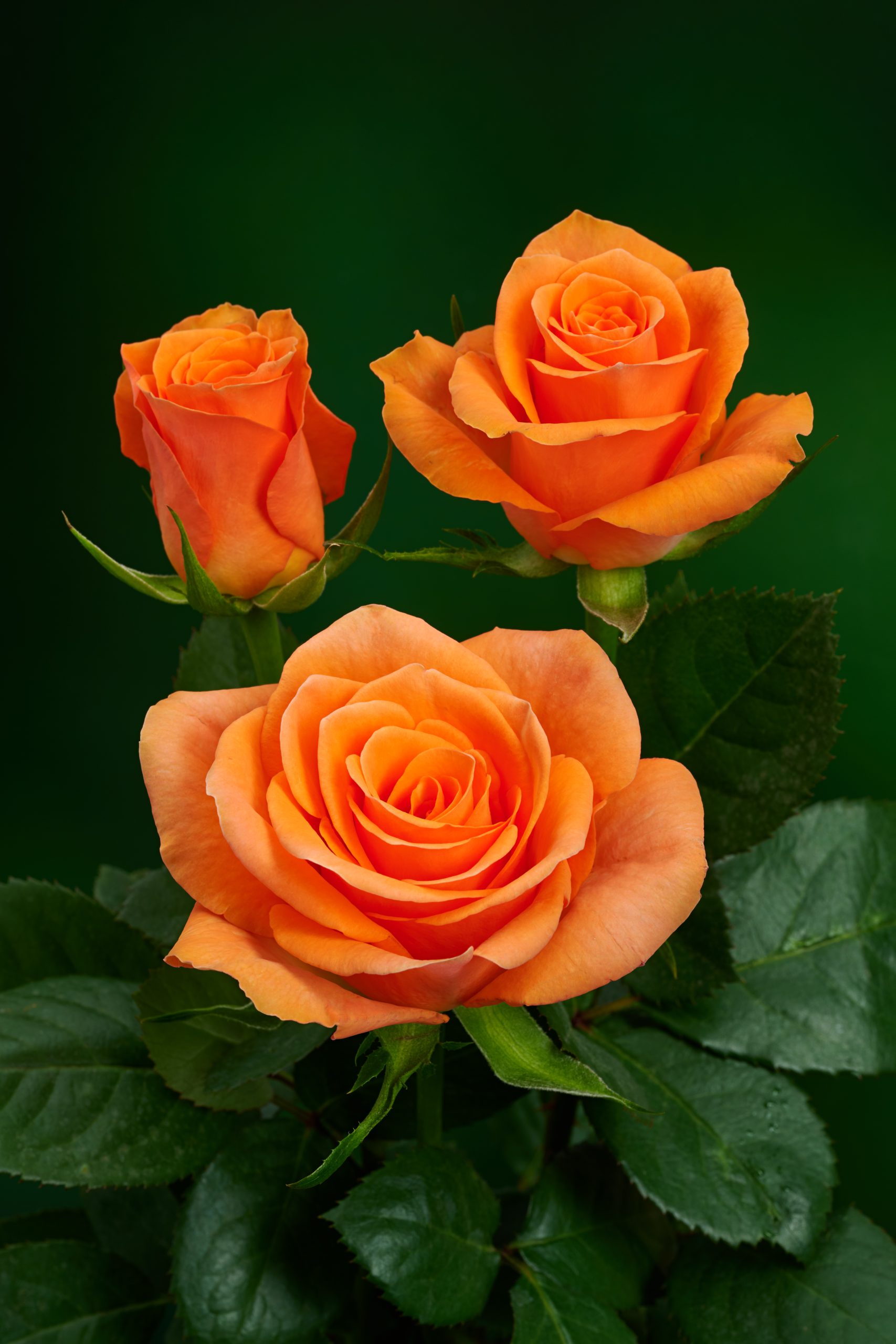 Peach Melba®